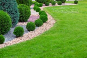 buxus microphylla - landscaping company massachusetts