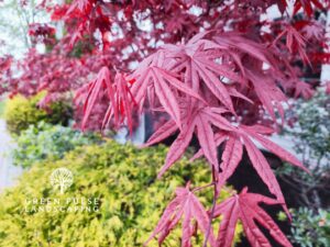 Landscaping in Canton MA