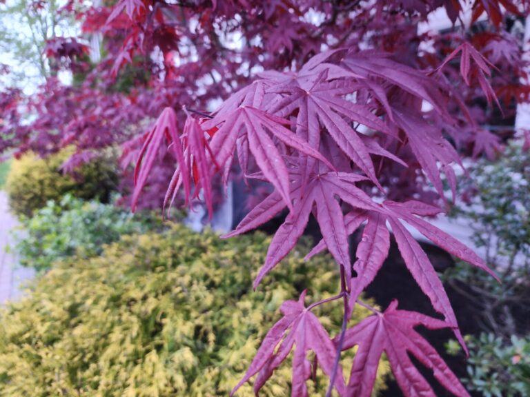 Landscaping in Canton MA