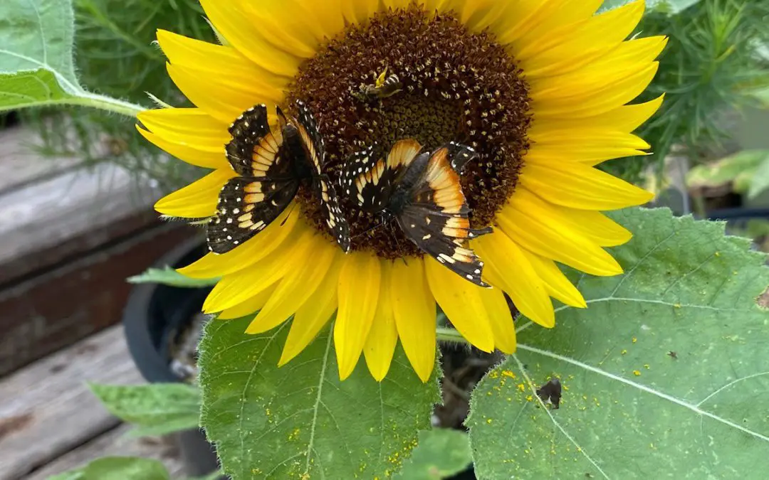 Massachusetts native sun flowers