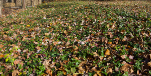 how to erradicate ivy english (Hedera helix)