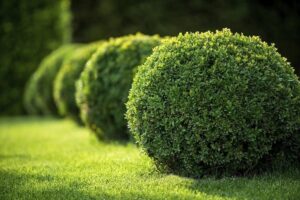 buxus microphylla - landscaping company massachusetts