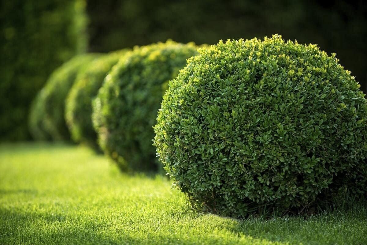 buxus microphylla - landscaping company massachusetts