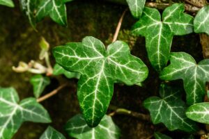 how to erradicate ivy english (Hedera helix)