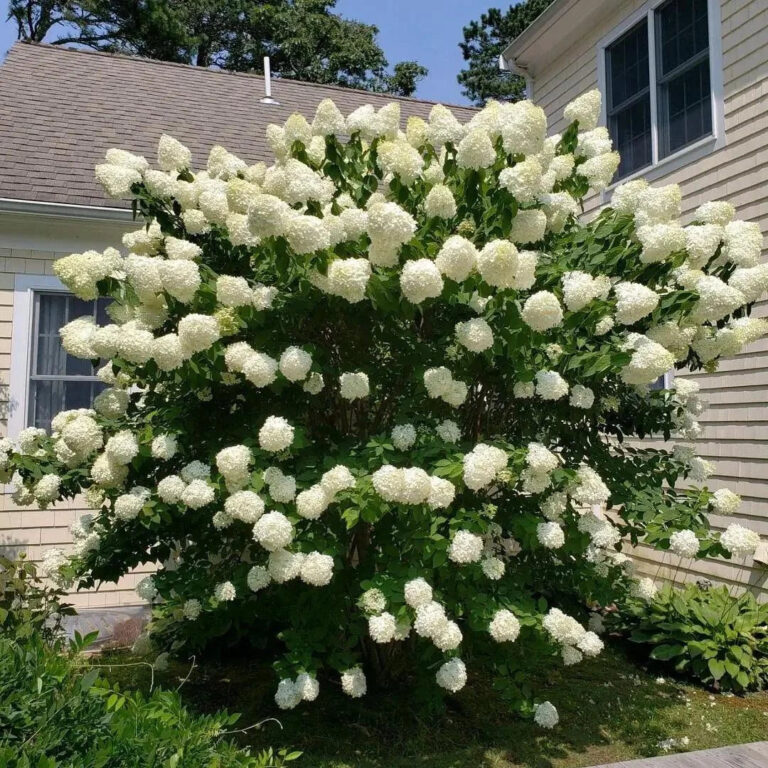 Expensive plants massachusetts gardens