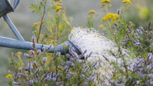 watering plants massachusetts