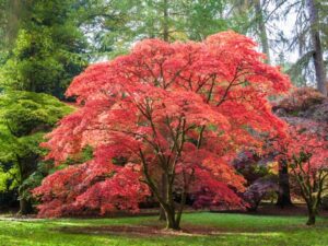 Expensive plants massachusetts gardens