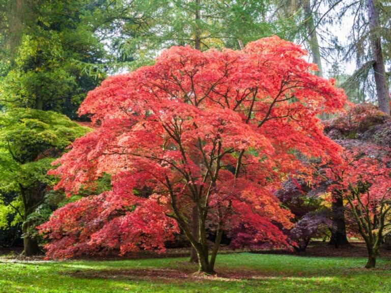 Expensive plants massachusetts gardens