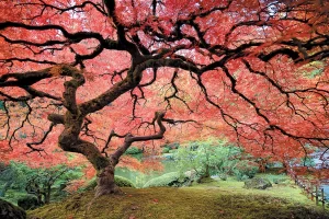 japanese maple green pulse landscaping