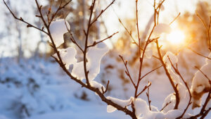 How to Protect Your Plants in Massachusetts Winter