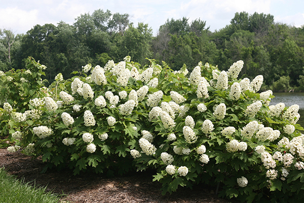 native shrubs massachusetts