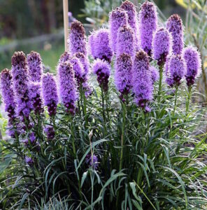 native plants massachusetts